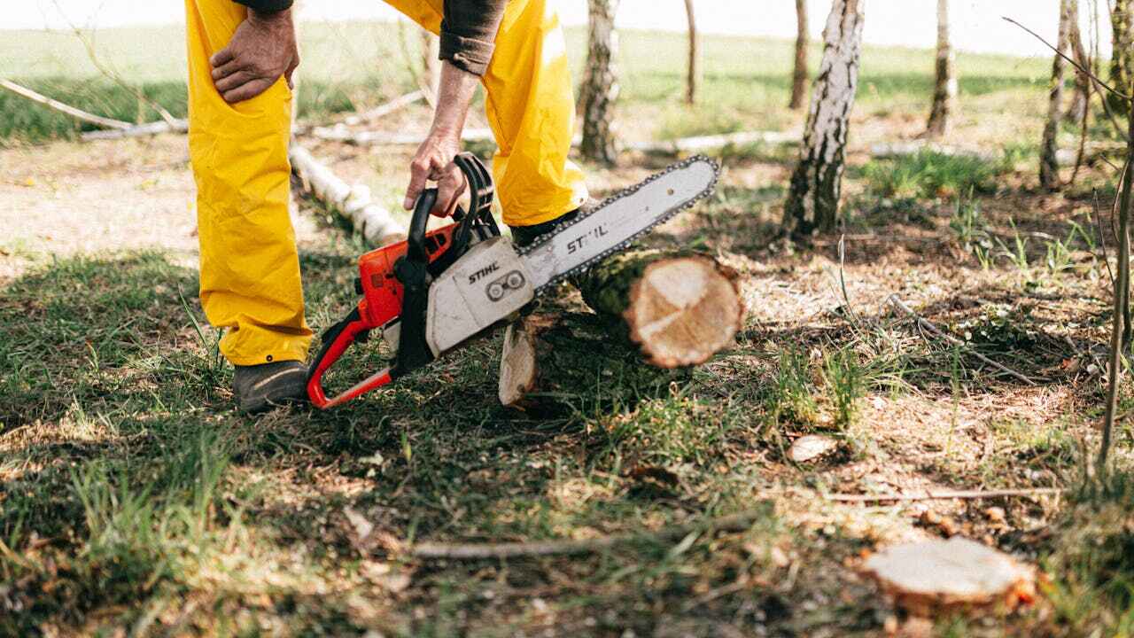 The Steps Involved in Our Tree Care Process in Cavalier, ND